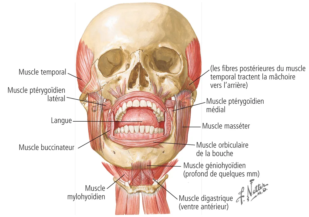 Figure 2-16. Muscles de l’articulation temporomandibulaire