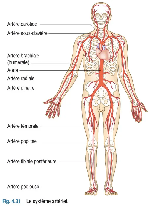 systeme-arteriel-fig431