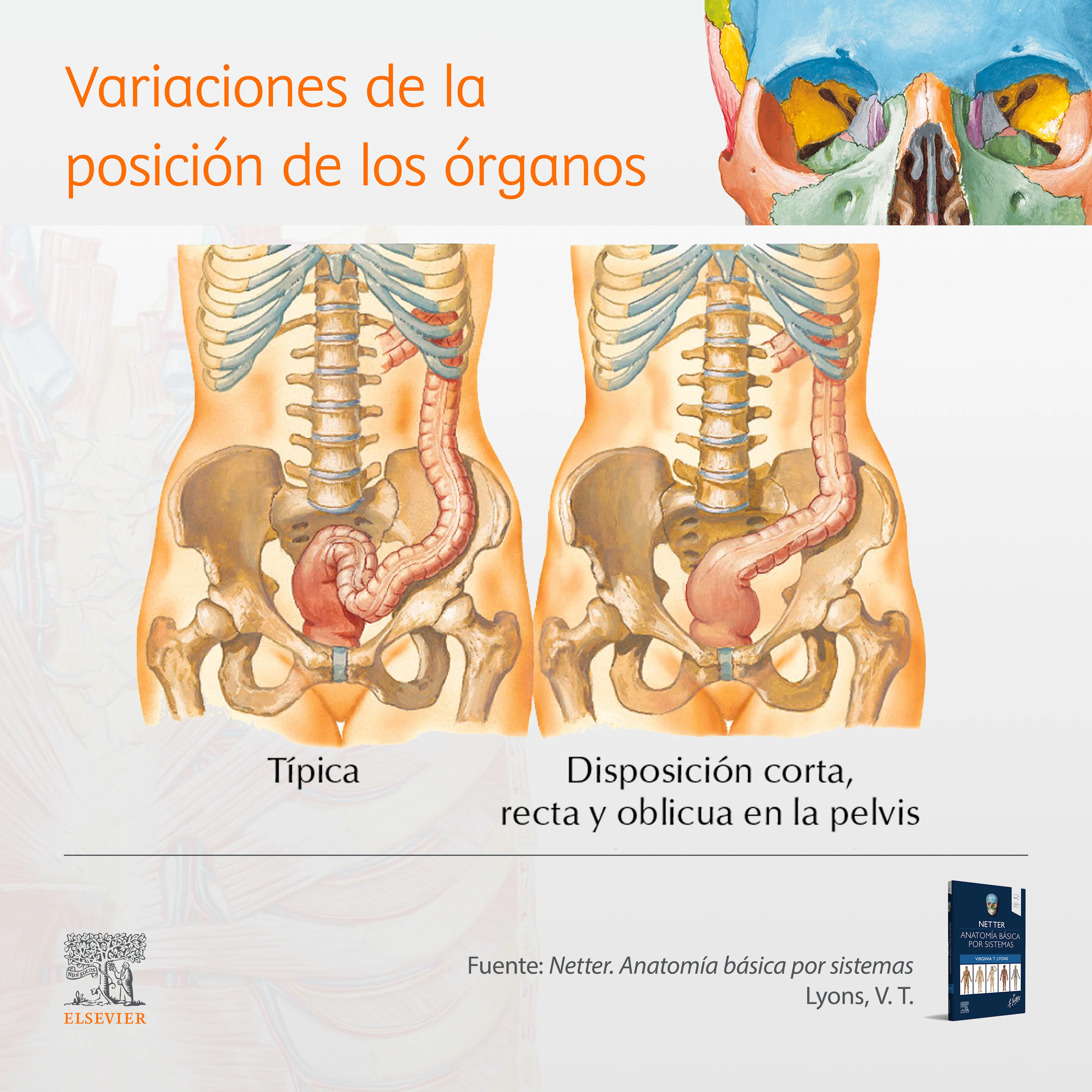Variaciones de la posición de los órganos - pelvis