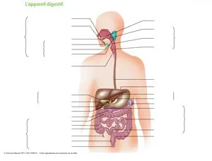little appareil-digestif