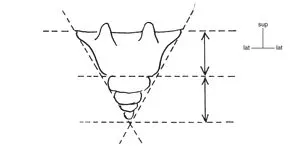 Anatomie de lappareil locomoteur 6