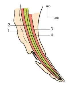 Anatomie de lappareil locomoteur 4