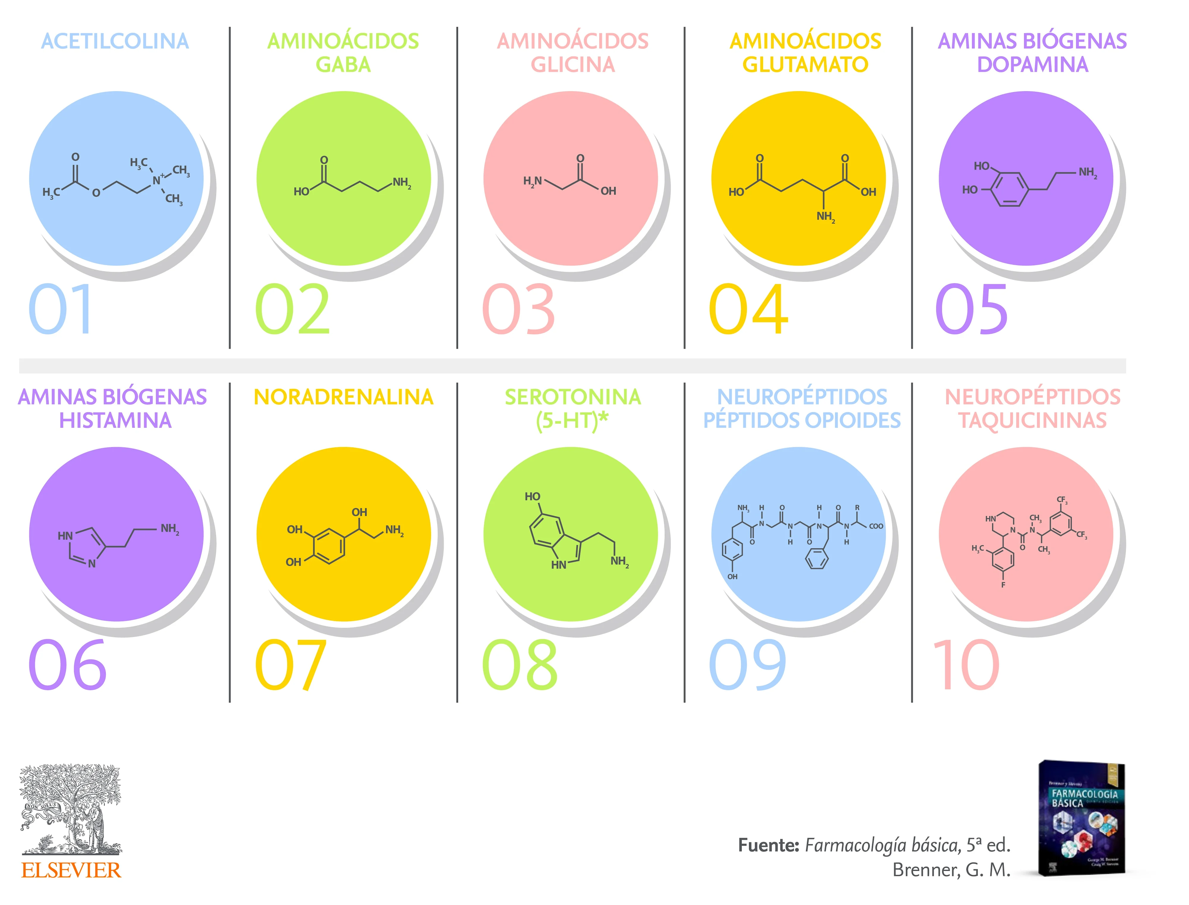 10 Neurotransmisores Brenner