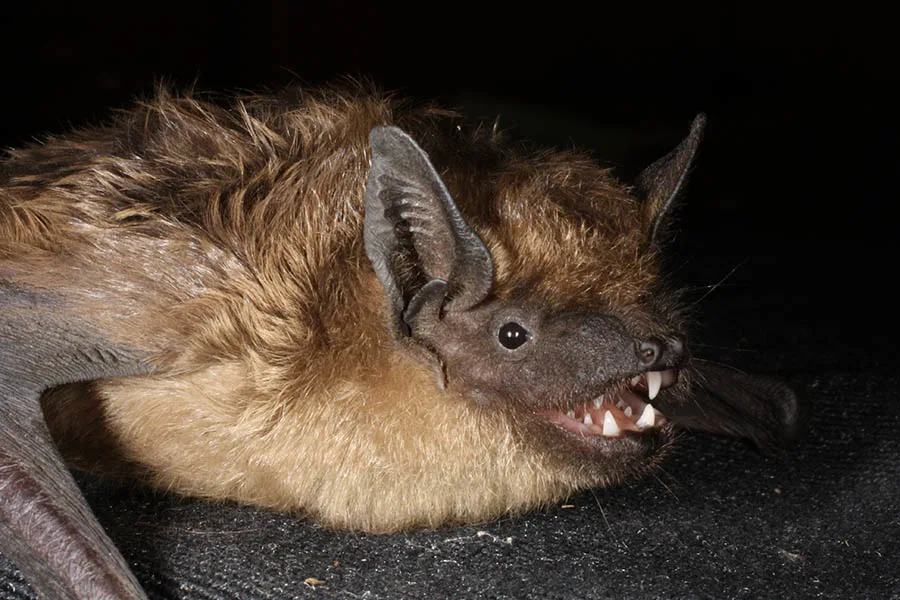 Serotine bat (Photo by Alona Shulenko)