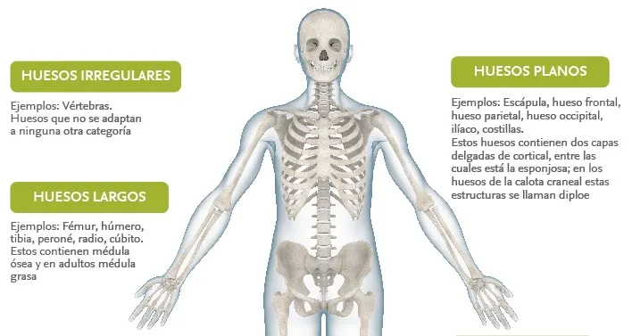 Tipos de huesos
