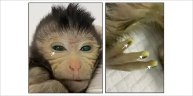 Images showing the green fluorescence signals in different body parts of the live-birth chimeric monkey at the age of 3 days (Credit: Cell, Cao et al)