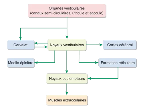 physiologie connexions neuronales systeme vestibulaire