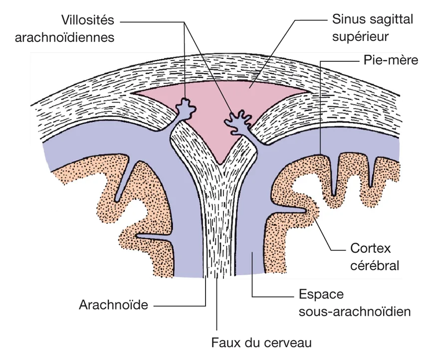 Figure 5.7 Coupe transversale du sinus sagittal supérieur montrant les villosités arachnoïdiennes