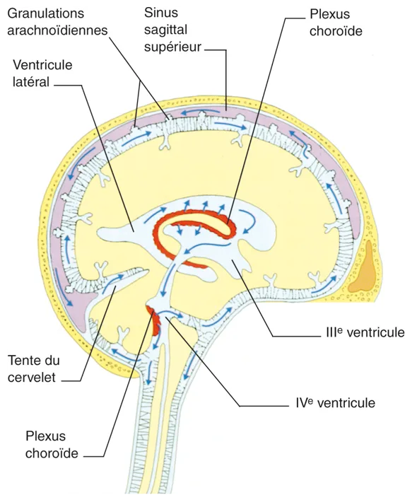 Figure 5.6 Le système ventriculaire cérébral et ses relations avec l’espace sous-arachnoïdien