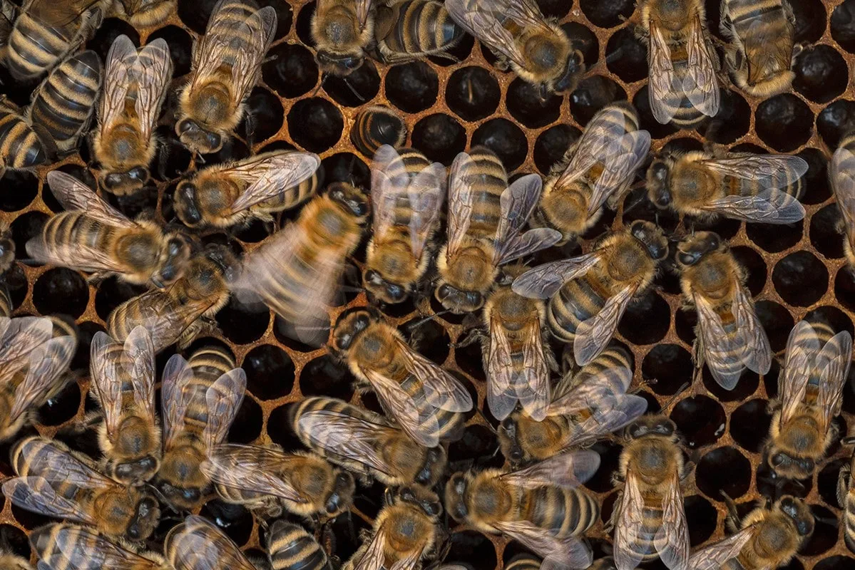 A group of honeybees at their hive