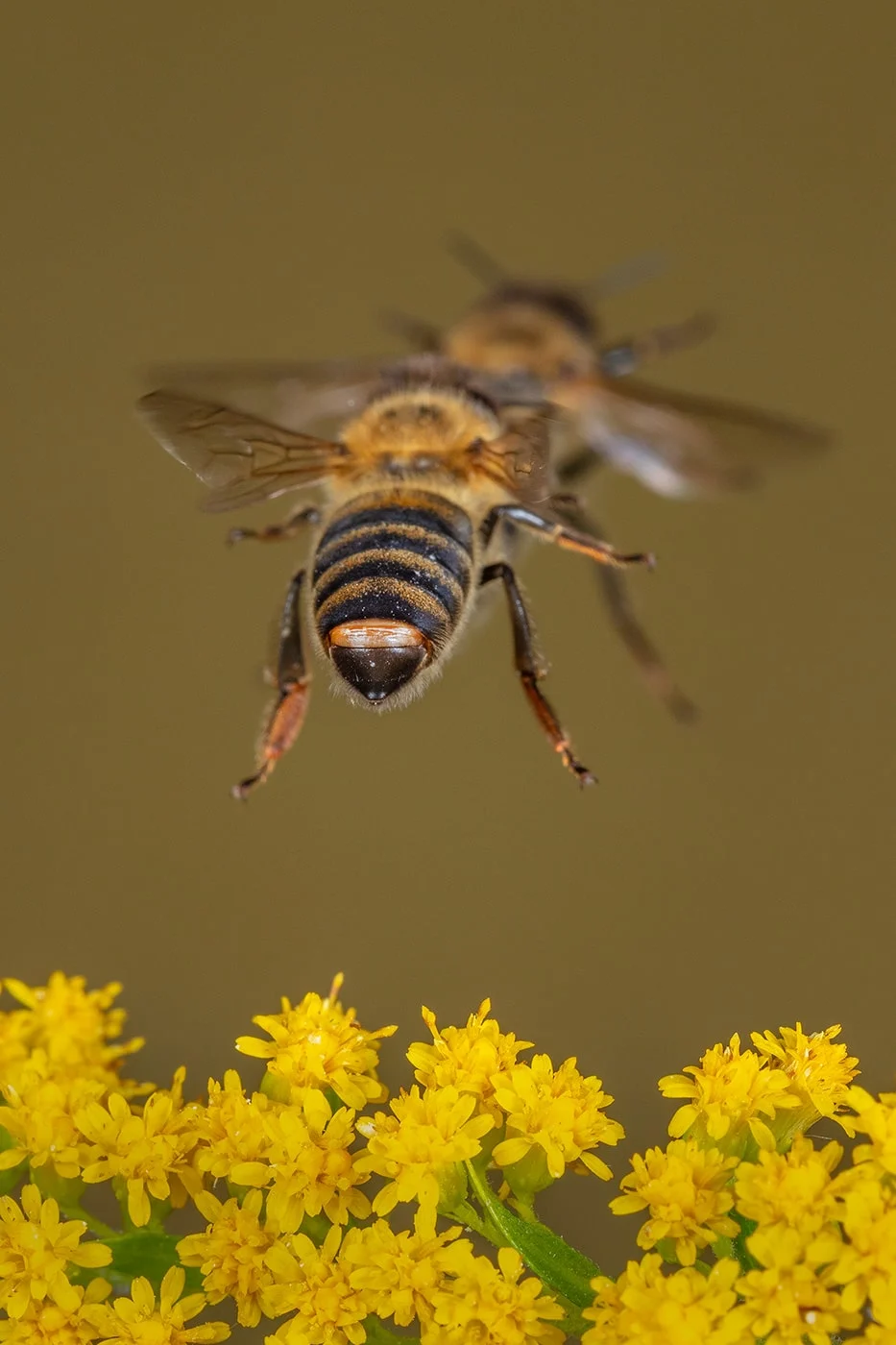 A honeybee flying in the air over flowers
