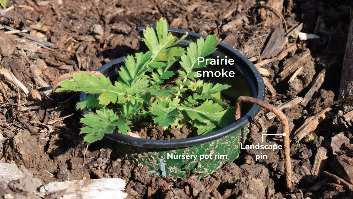 GG161 Tips 3 with captions: Jeanne cuts a 2-inch-thick rim off of the plant’s plastic pot and secures it around the crown of the plant with landscape pins.