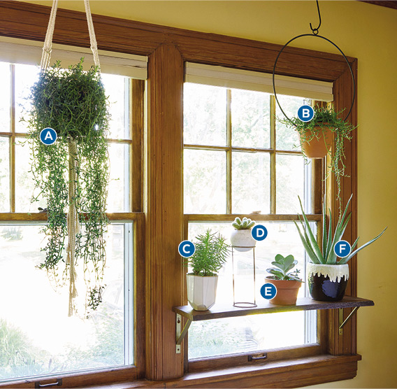 Decorating with houseplants west facing window: Plants dry out more quickly in direct sun. Thankfully succulents and cacti prefer their soil to dry out between waterings.