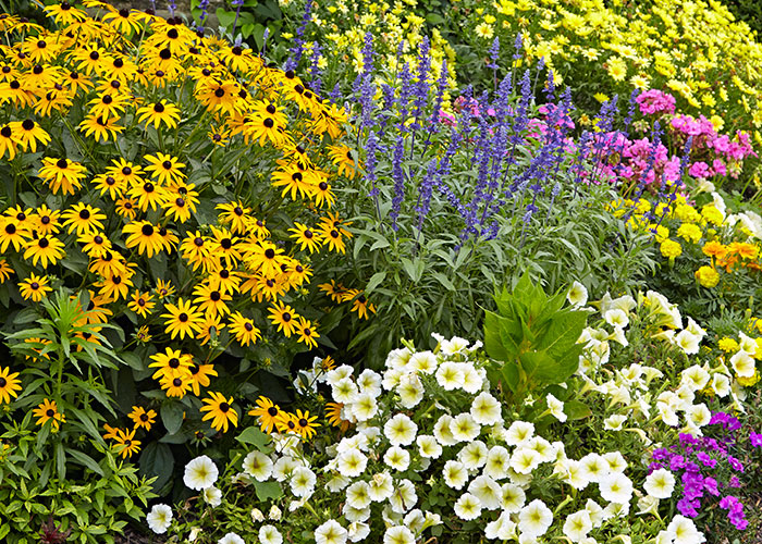 Design-a-garden-to-attract-pollinators-plant-diversity: The variety of flower shapes in this garden bed attracts different types of pollinators.
