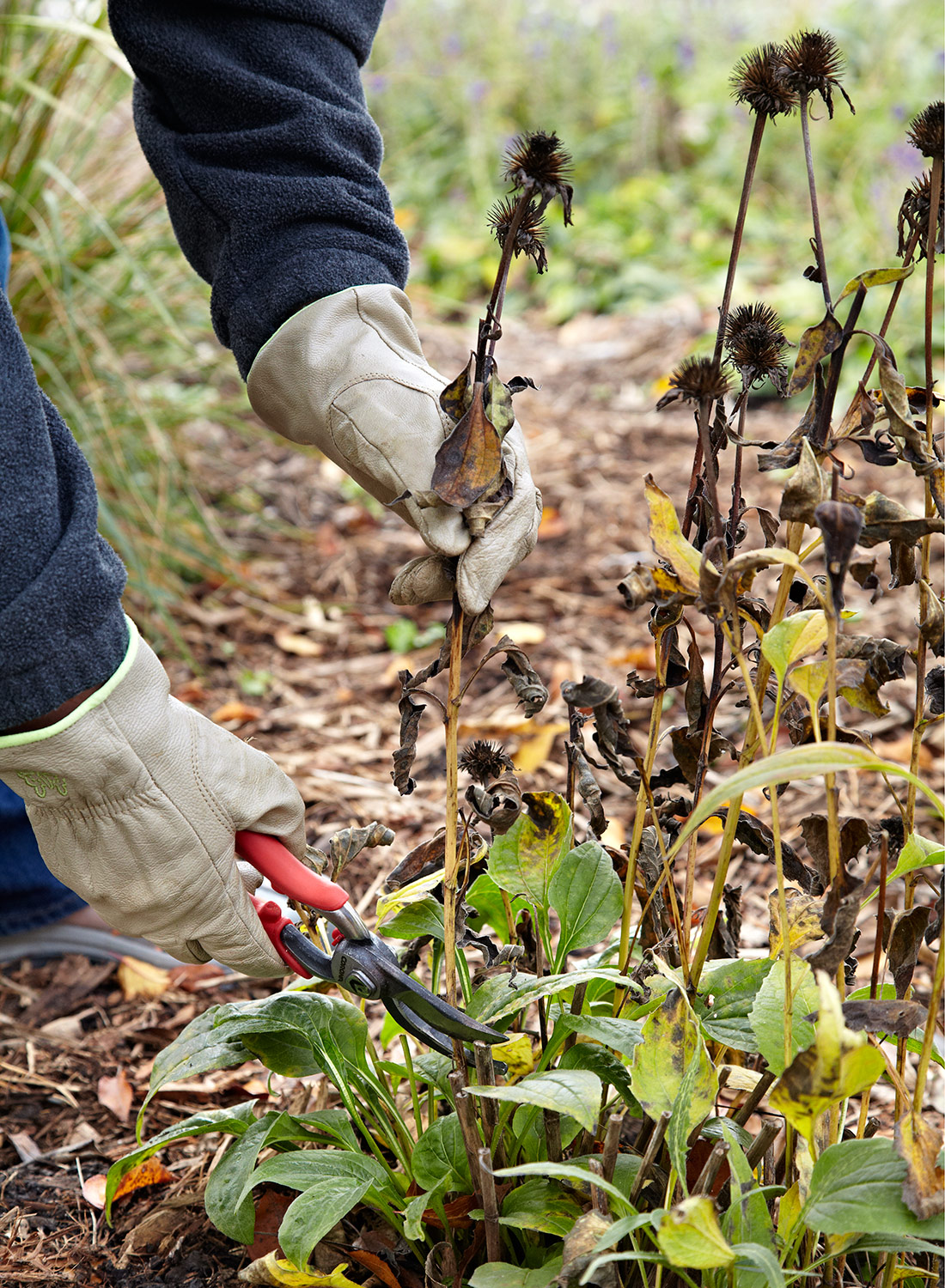 coneflower seedhead clean up in fall: Prevent coneflowers from taking over in unwanted areas by cutting off spent blooms.