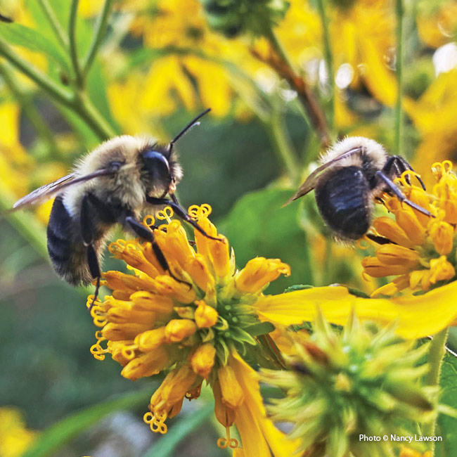 Bumblebee:  Bumblebee males, workers and old queens die in fall; only newly mated queens overwinter.
