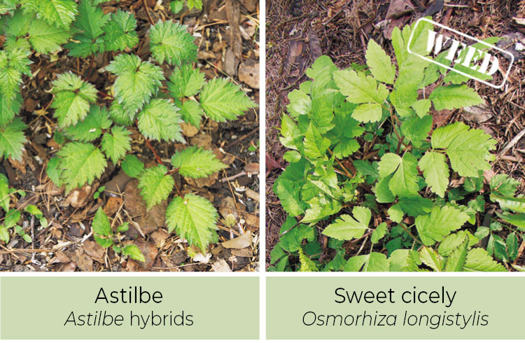 Identifying-weeds-Astilbe-or-Sweet-cicely