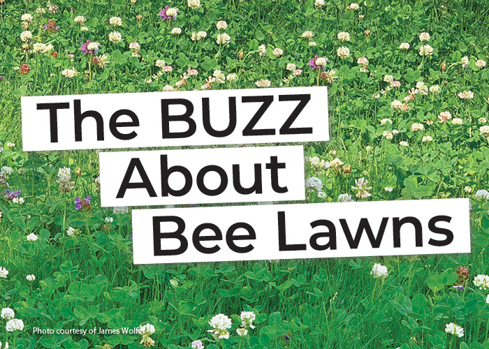 The Buzz about bee lawns lead: What’s blooming? White clover is a fantastic food source for local pollinators. Plus, a little mowing won’t stop them from blooming but encourages even more flowers.