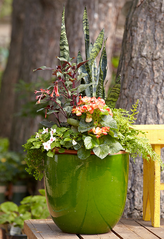 Summer-container-snake-plant: Ferns and mother-in-law's tongue are the perfect foliages for containers in shady spots.