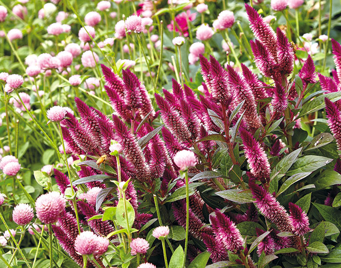 Intenz wheat celosia: The spikey flower shape of Intenz wheat celosia provides a strong shape contrast with the globe amaranth making it a more dynamic combination.