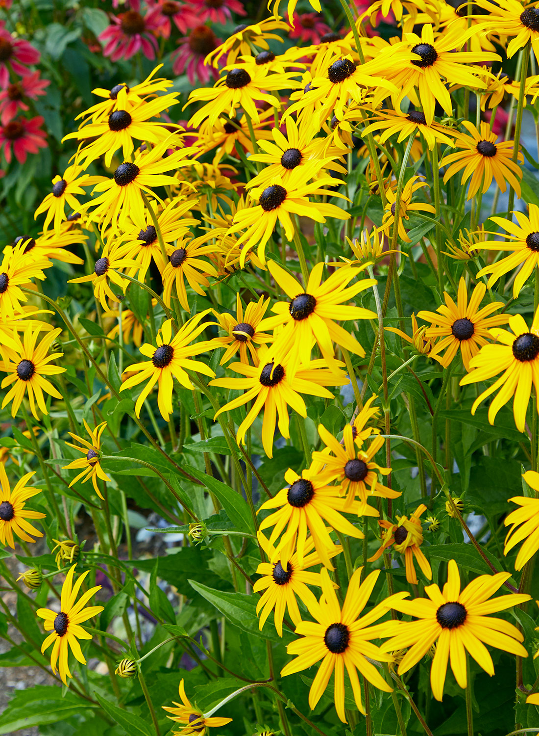 Yellow black-eyed Susan (Rudbeckia fulgida) blooms: Black-eyed Susan also makes an excellent cut flower, with a vase life of 8 to 10 days.