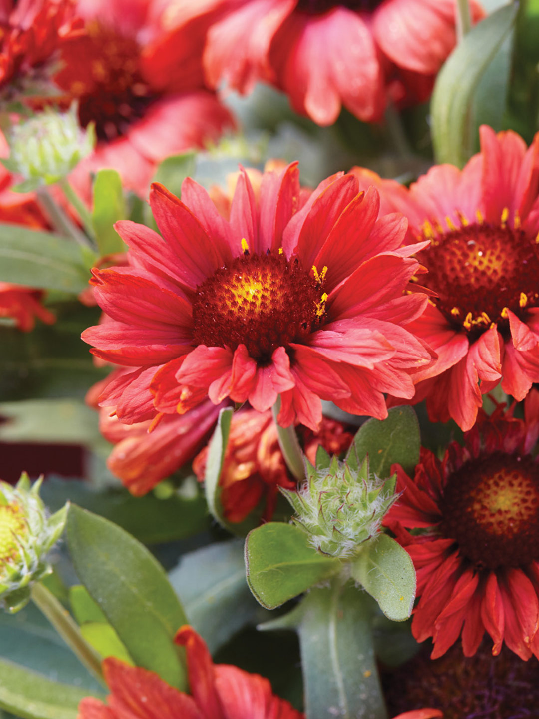 GG187 EC 01 Mesa Red jack coyier- 1080x1440: Although we often think of perennials as plants to grow in the ground, Mesa Red also does well in containers. Choose a potting mix without additional fertilizer to keep plants compact and upright. Photo by Jack Coyier
