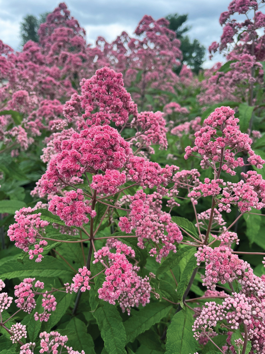 Jo jo pye weed photo courtesy of Plants Nouveau: If you've wanted to grow Joe-Pye weed, but the size deterred you in the past, try the new compact variety, ‘JoJo’. Photo courtesy Plants Nouveau