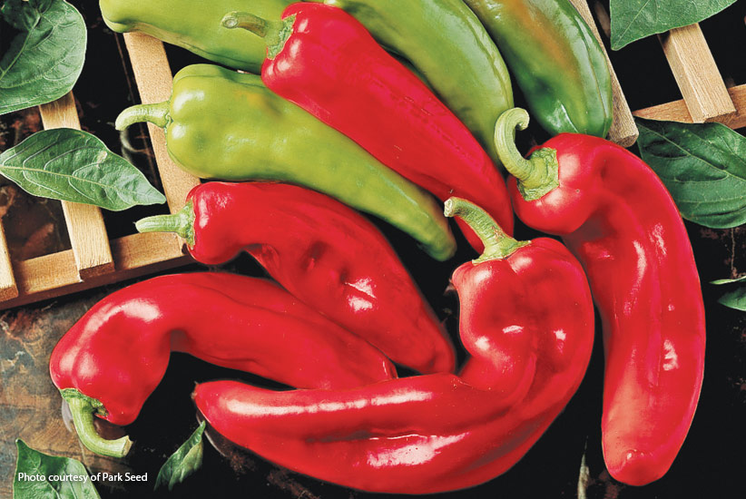 Spicy yet sweet pepper varieity ‘Corno di Toro Rosso’: 'Corono di Toro Rosso' pepper is an easy vegetable to grow.