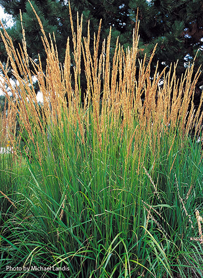 Feather reed grass (Calamagrostis x acutiflora ‘Karl Foerster’)