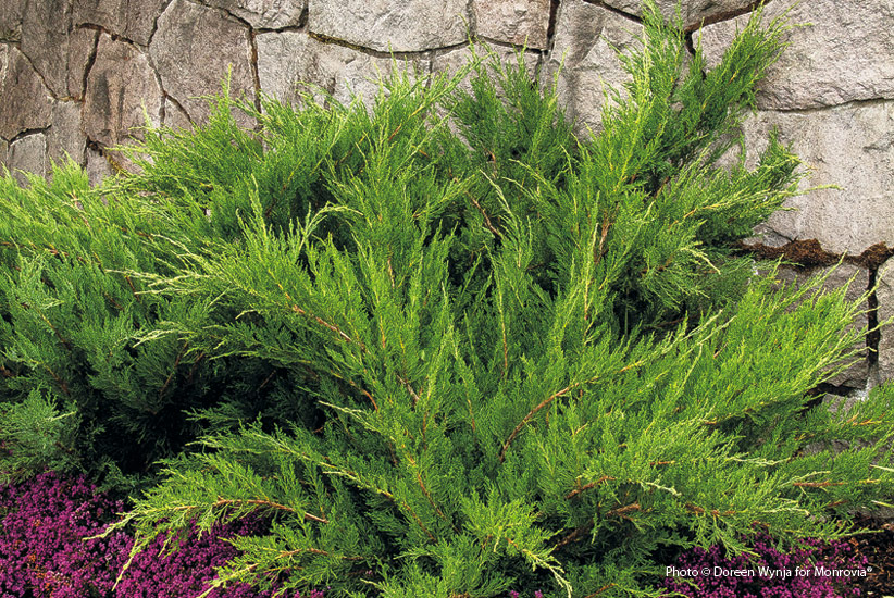 Juniper (Juniperus x pfitzeriana ‘Sea Green’)