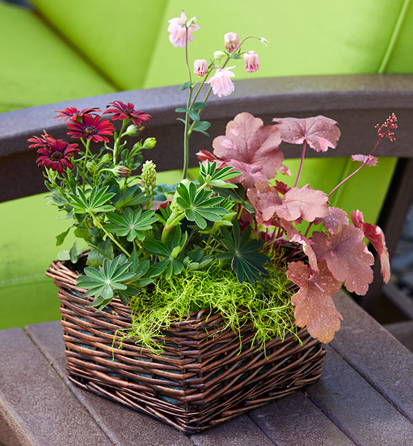 Spring flower basket planted with perennials: An upcycled basket combined with spring plants from the garden center make for a lovely hostess gift.