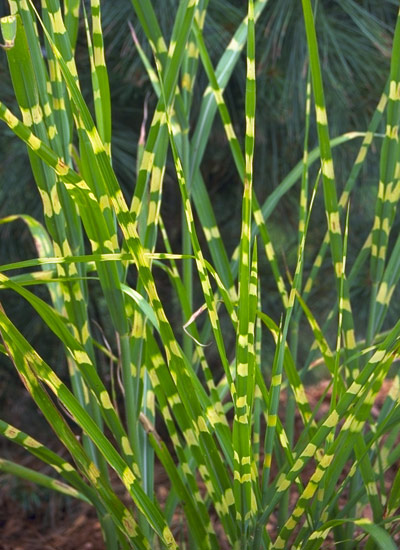 Porcupine grass (Miscanthus sinensis ‘Strictus’)