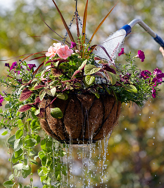 how-to-water-hanging-basket-dripping-basket4: Put the excess water from your hanging basket to work by positioning other containers below.