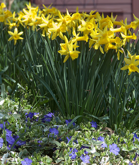 Peeping Tom Daffodil: 'Peeping Tom' daffodil paired with blue flowered vinca make a pretty spring garden pairing.
