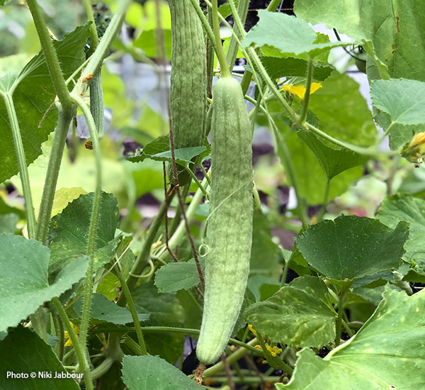 Armenian cucumber copyright Niki Jabbour: Cucumbers come in all shapes and sizes. Try growing longer varieties like ‘Armenian’ for something different.