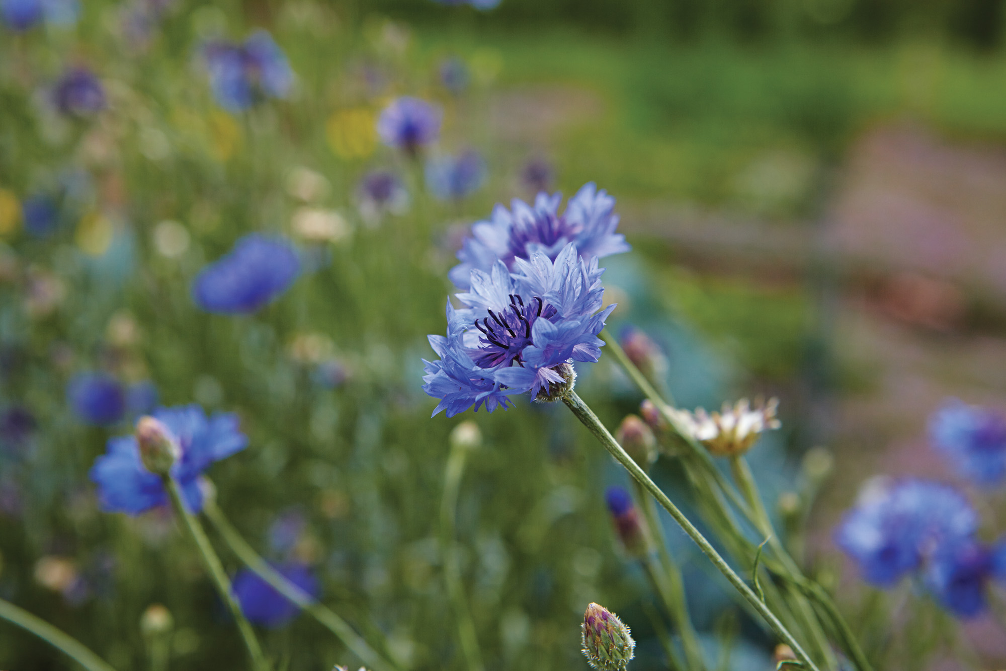 GG186 FG Bachelors Buttons