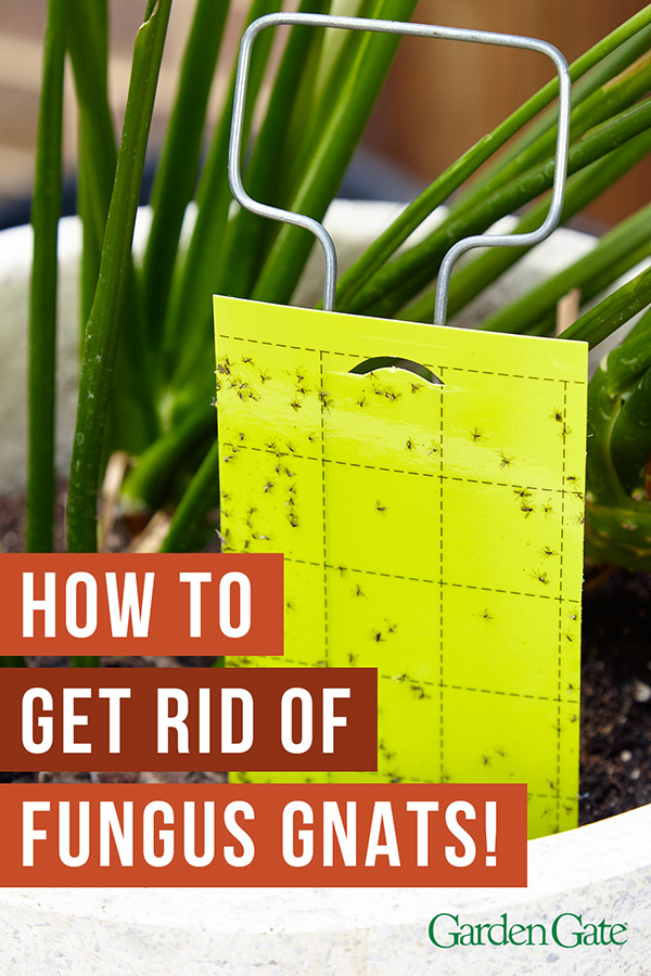 8 ways to get rid of fungus gnats