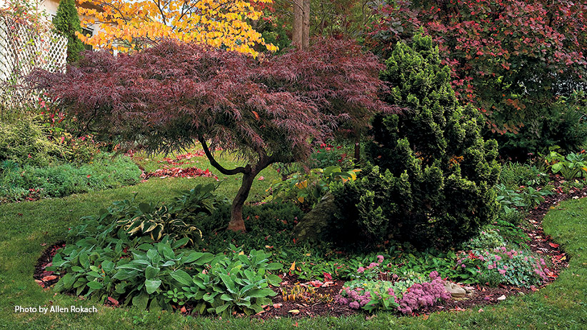 designing-with-japanese-maples-pv: Like many Japanese maples, ‘Red Filigree Lace’ above keeps its deep purple-red color all summer and turns bright crimson in fall.
