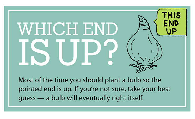 Which End is Up? Bulb planting graphic: For most bulbs, the pointy top goes up.