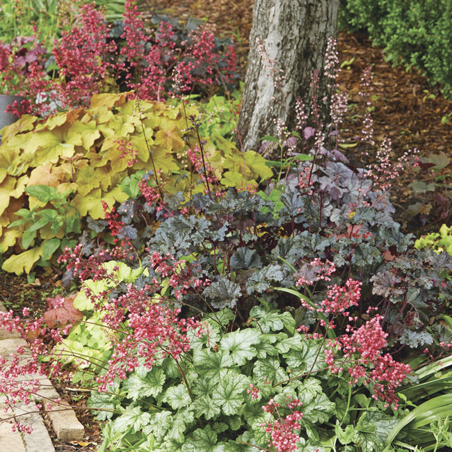 170-coralbells-trio-in-setting: Coral bells varieties feature a wide range of solid colors that look great mixed together in the same bed. Try varieties like 'Caramel' (gold), 'Black Pearl' (burgundy) and 'Green Spice' (green) to add drama to your garden!