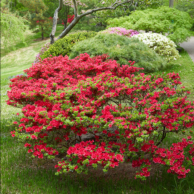 Hino-Crimson shrub in landscape: 'Hino-Crimson' azalea is covered in vibrant red blooms. 