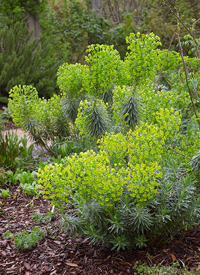Mediterranean spurge (Euphorbia characias wulfenii)