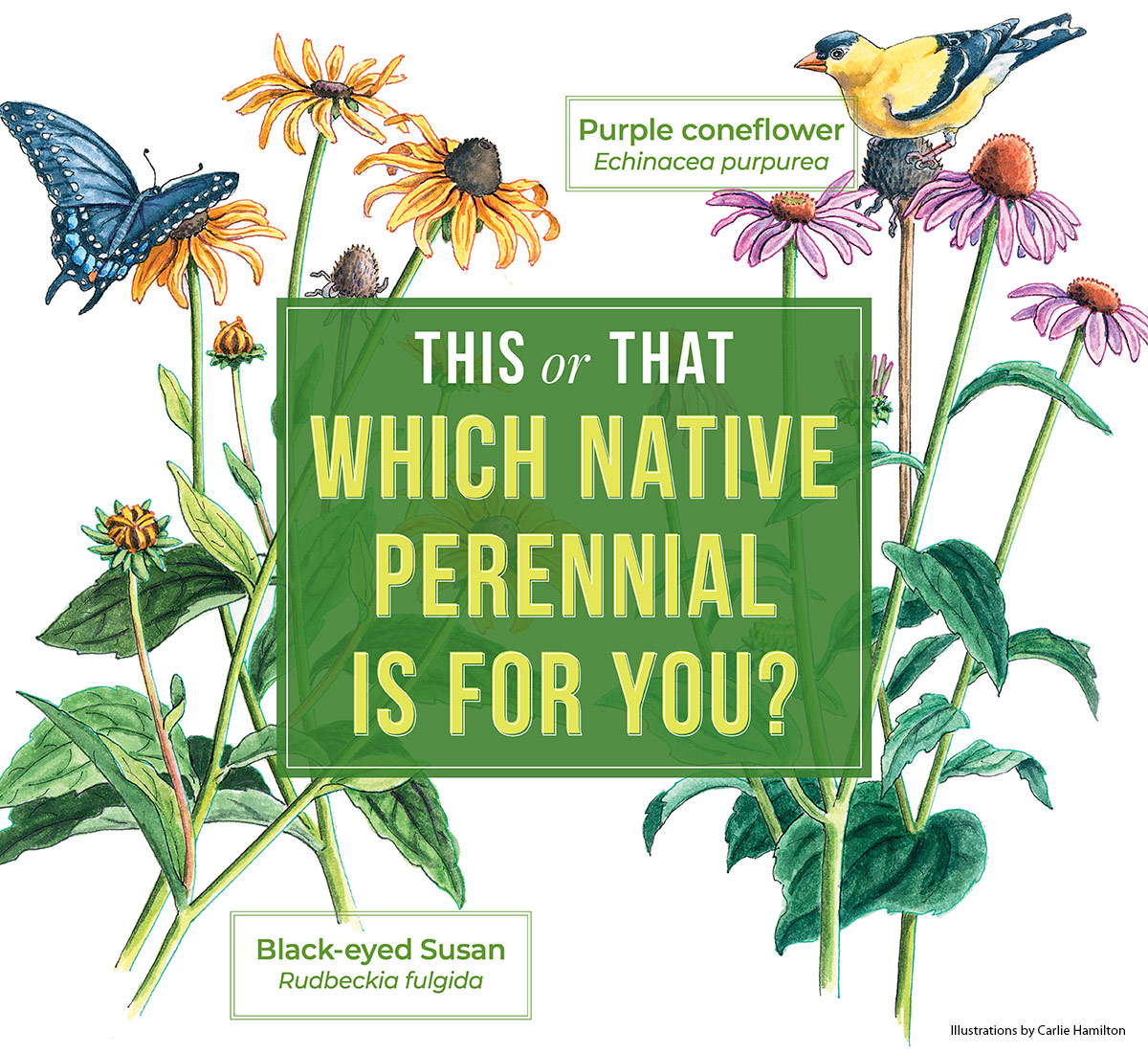 This-or-that-Lead GG179-Native-Perennials-1200x1100