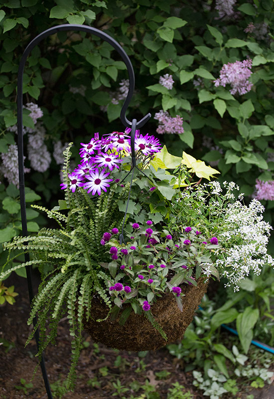 shephook-hanging-basket-web-ready: A shepherd’s hook elevates plants without the need for a large container or ground space.