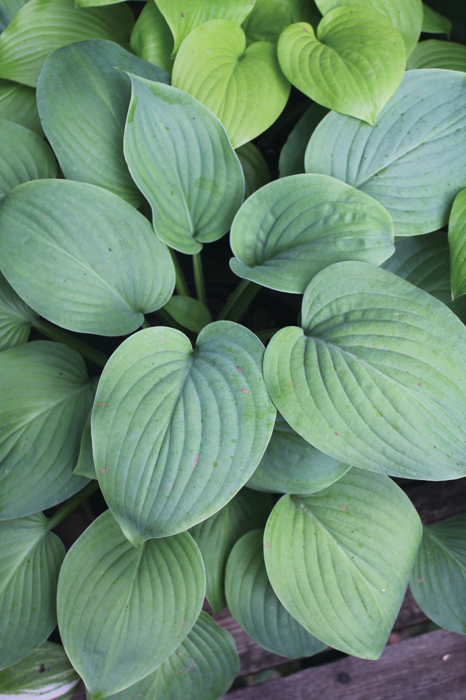 GG187 TP 05 -Blue Perfection- Ctsy Bob Solberg: Photo courtesy of Bob Solberg