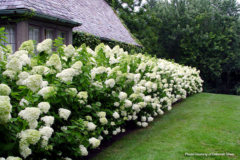 panicle-hydrangeas-for-your-garden-limelight-Deborah-Silver: Make an informal hedge by planting panicle hydrangeas like ‘Limelight’ close together so they will grow into a tight border.
