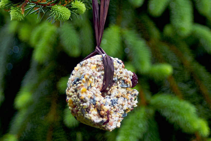 Finished birdseed ornaments hung in a tree: These birdseed ornaments are sure to bring birds to your yard, and dress up your tree, too!