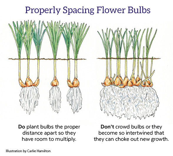 Properly spacing flower bulbs: Bulbs on the left are planted the proper distance apart so they have room to multiply. 