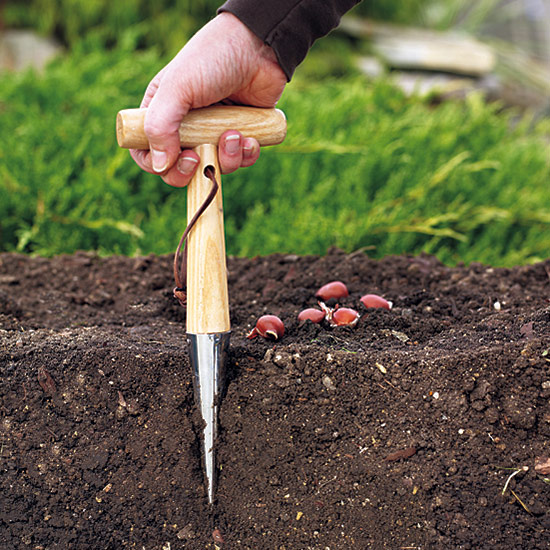 Planting small bulbs with a dibble