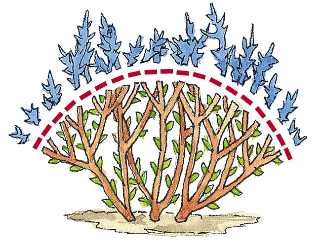 Pruning illustration to show how to get tight mounds of spirea